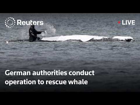 live:-german-authorities-conduct-operation-to-rescue-whale