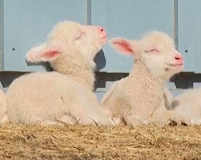 vermont-sheep-gives-birth-to-rare-sextuplets