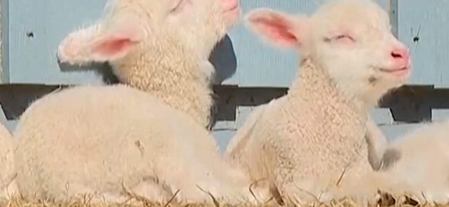 vermont-sheep-gives-birth-to-rare-sextuplets