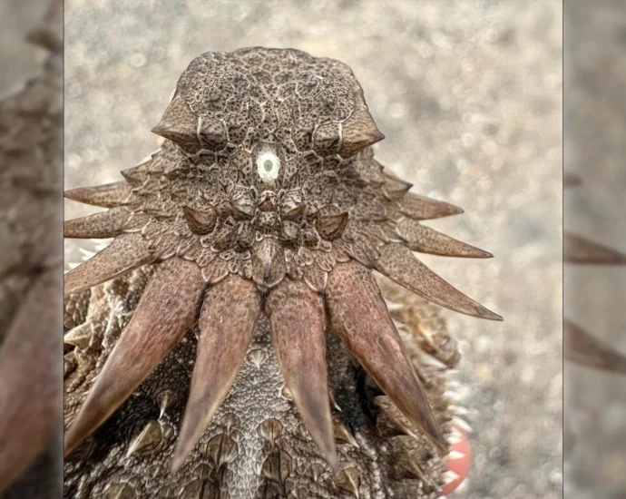 the-shocking-origin-of-human-eyes-traces-back-to-an-ancient-“cyclops”