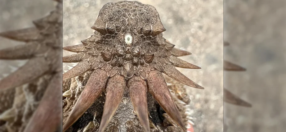 the-shocking-origin-of-human-eyes-traces-back-to-an-ancient-“cyclops”