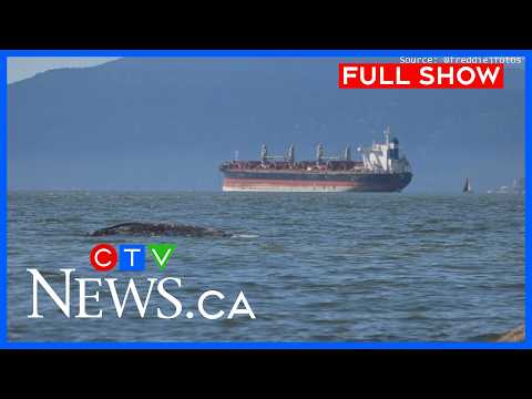grey-whale-spotted-in-english-bay-|-ctv-news-vancouver-at-six-for-april-28,-2026