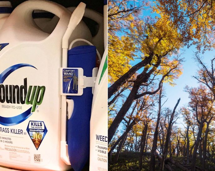 “we-are-bombarding-america’s-forests-with-roundup”:-despite-cancer-fear,-the-traitor-admin-pushes-herbicide