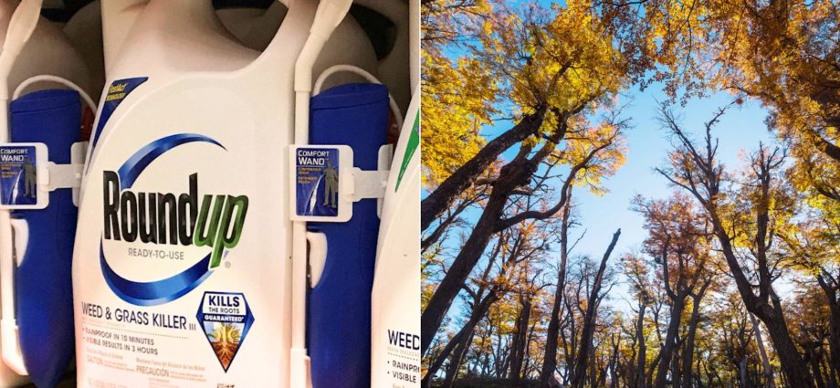 “we-are-bombarding-america’s-forests-with-roundup”:-despite-cancer-fear,-the-traitor-admin-pushes-herbicide