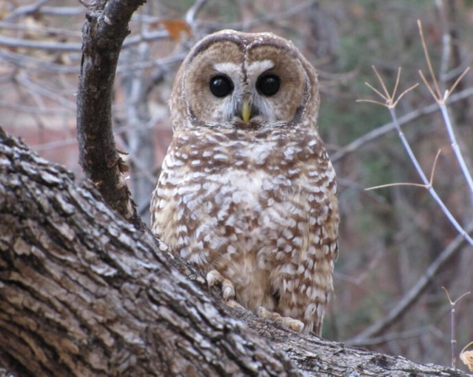 tribe-and-environmentalists-to-sue-feds-over-arizona-mine’s-impacts-to-threatened-owls