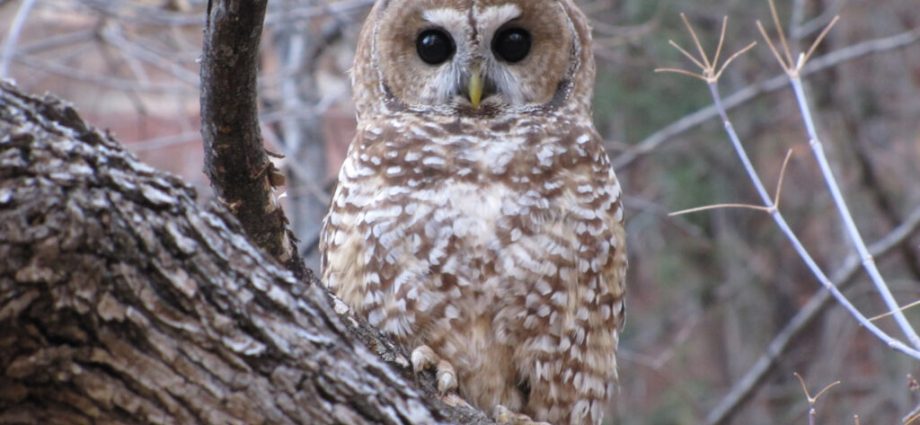 tribe-and-environmentalists-to-sue-feds-over-arizona-mine’s-impacts-to-threatened-owls