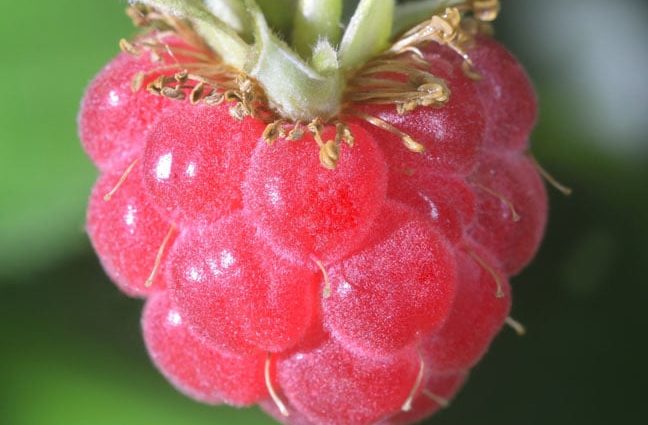 raspberry-pi-leans-into-semiconductors-as-sales-climb-–-especially-in-us-and-china