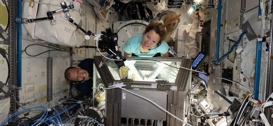 life-science,-space-gardening-top-thursday’s-research-schedule