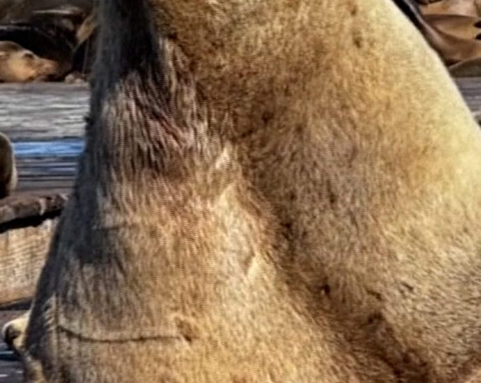 ‘chonkers’-the-sea-lion-going-viral-in-san-francisco