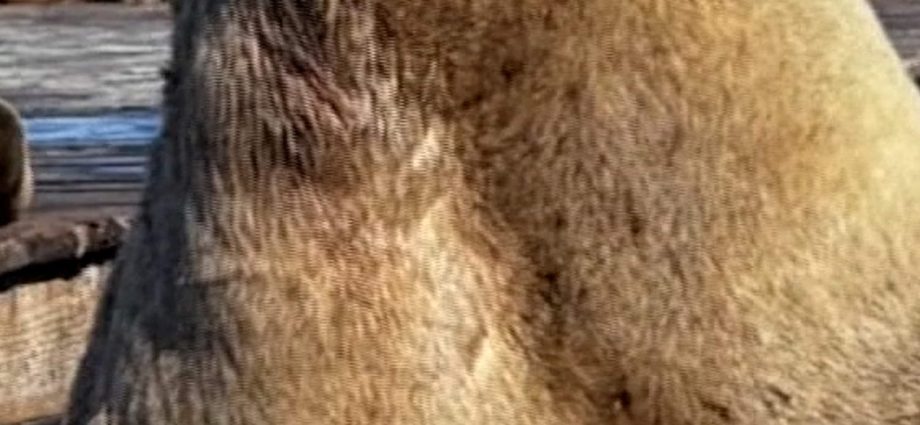 ‘chonkers’-the-sea-lion-going-viral-in-san-francisco