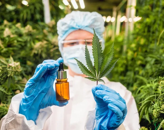 don’t-toss-cannabis-leaves:-scientists-found-rare-compounds-with-medical-potential