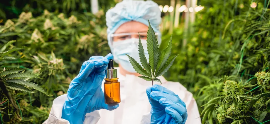 don’t-toss-cannabis-leaves:-scientists-found-rare-compounds-with-medical-potential