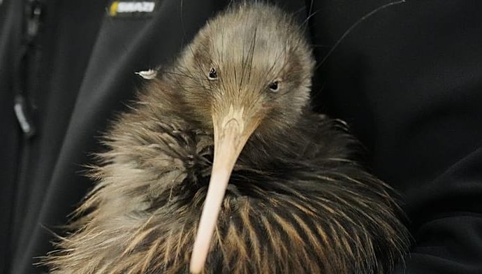 kiwi-birds-return-to-new-zealand’s-capital-after-a-century-away