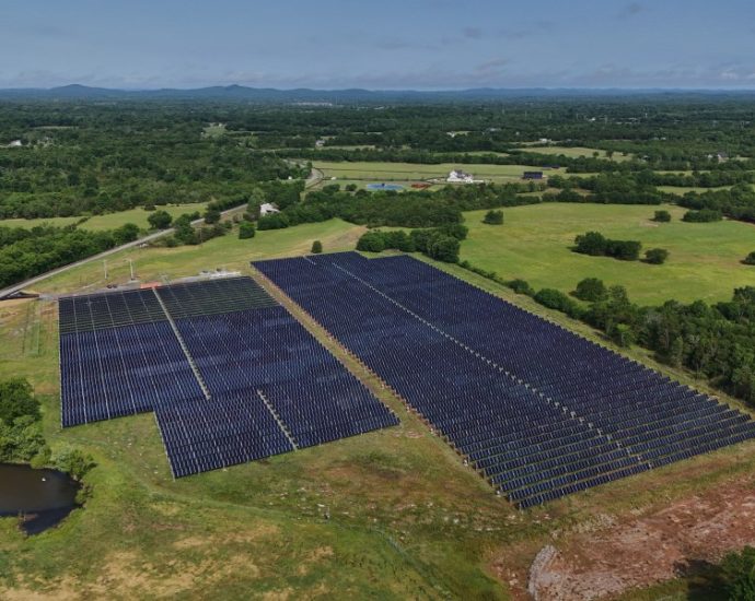 solar-ranch-in-tennessee-aims-to-prove-grazing-cattle-under-the-panels-is-a-farmland-win-win