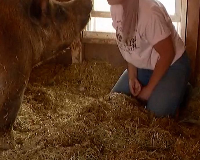 runaway-hog-finds-new-home-at-animal-sanctuary