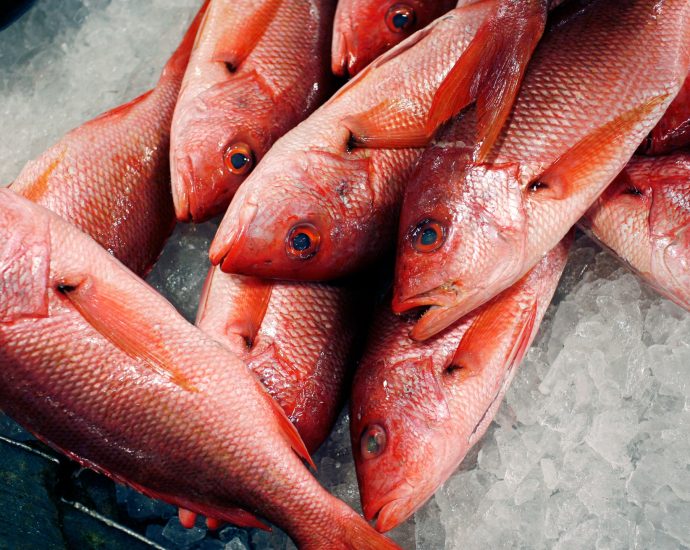 the-traitor-expands-red-snapper-fishing-as-critics-warn-of-overfishing