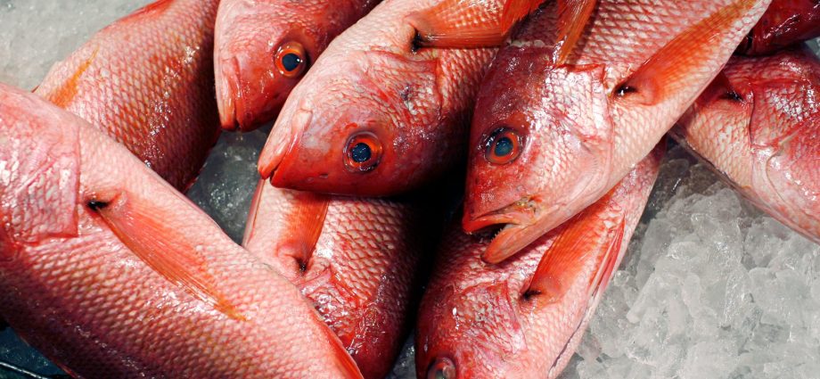 the-traitor-expands-red-snapper-fishing-as-critics-warn-of-overfishing