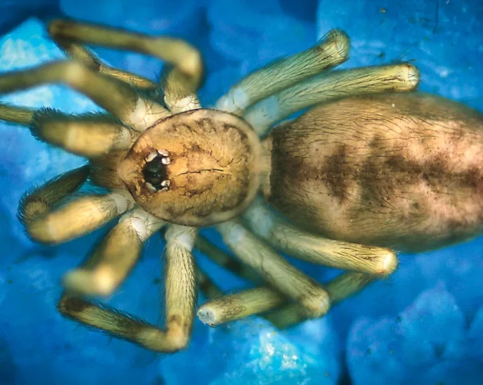 this-“pink-floyd”-spider-hunts-prey-6x-its-size-and-lives-in-walls