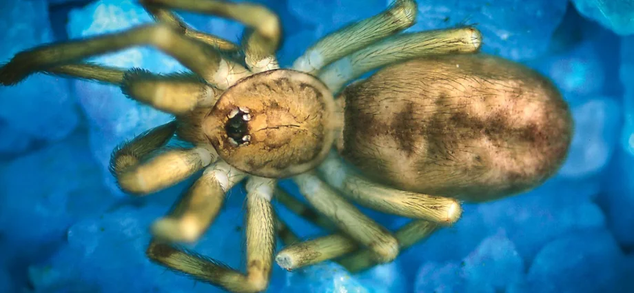 this-“pink-floyd”-spider-hunts-prey-6x-its-size-and-lives-in-walls