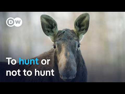 poland’s-elk-debate:-should-hunting-be-allowed?-|-focus-on-europe