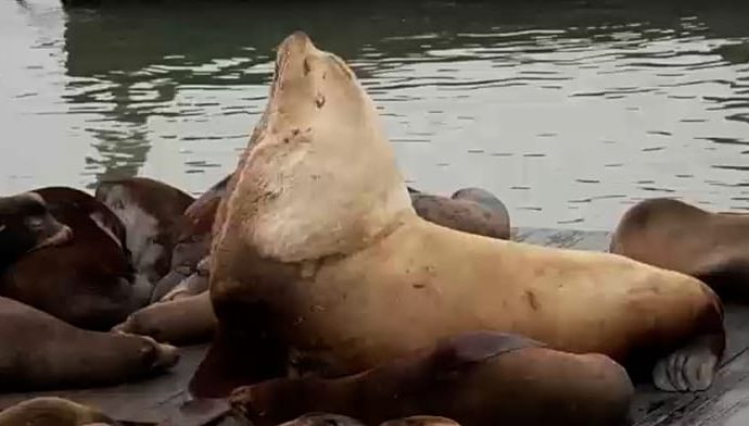 massive-sea-lion-“chonkers”-draws-crowds-in-san-francisco