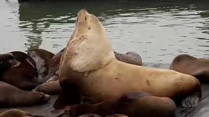 massive-sea-lion-“chonkers”-draws-crowds-in-san-francisco
