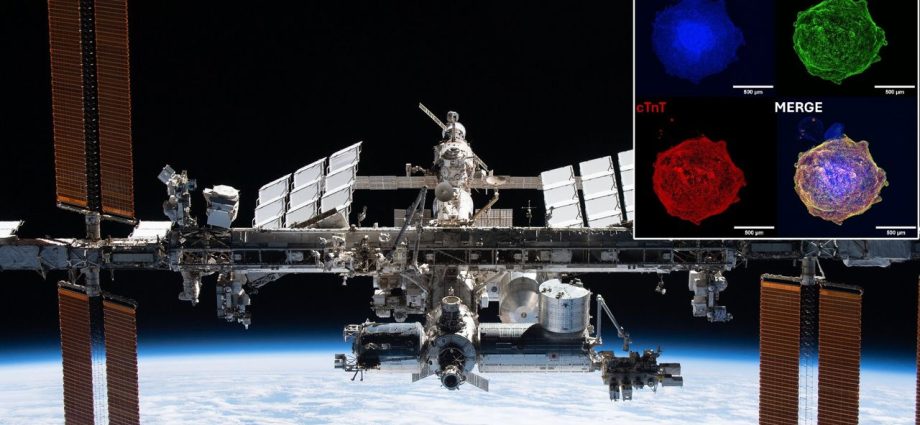 Spaceflight is hard on the heart, yet artificial ones grow better in space than on Earth