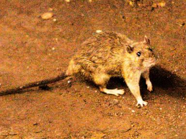 a-suspected-outbreak-of-the-rare-hantavirus-on-a-cruise-ship-in-the-atlantic-kills-3-people