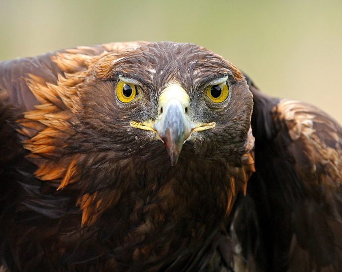 nasa-science-supports-golden-eagles-on-the-move