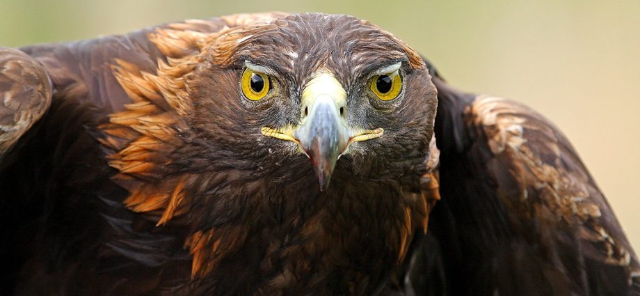 nasa-science-supports-golden-eagles-on-the-move