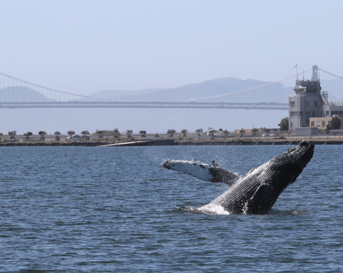 ‘Save Willy Act’ introduced in California to help save whales in Bay Area
