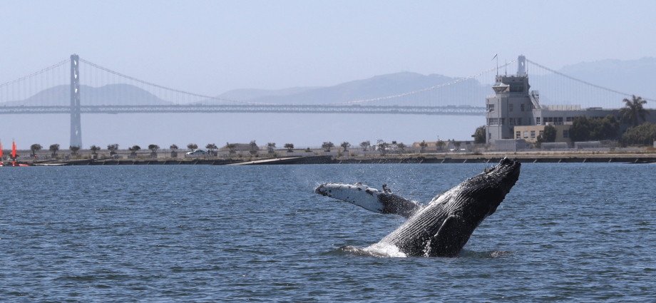 ‘Save Willy Act’ introduced in California to help save whales in Bay Area
