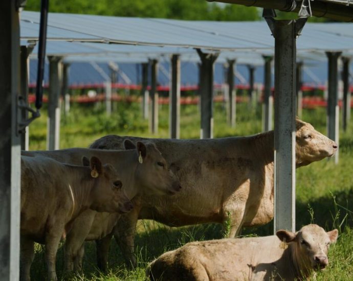 solar-ranch-aims-to-prove-grazing-cattle-under-the-panels-is-a-farmland-win-win
