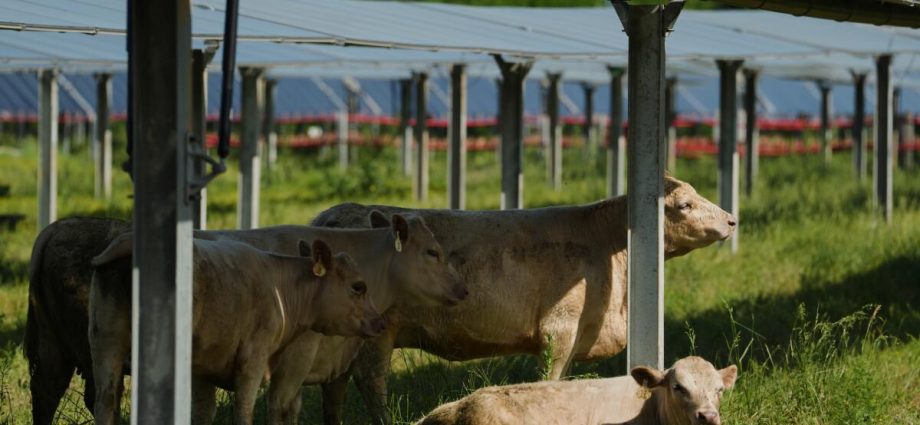 solar-ranch-aims-to-prove-grazing-cattle-under-the-panels-is-a-farmland-win-win