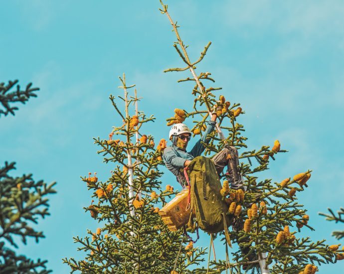 the-plight-of-the-pinecone-cowboy