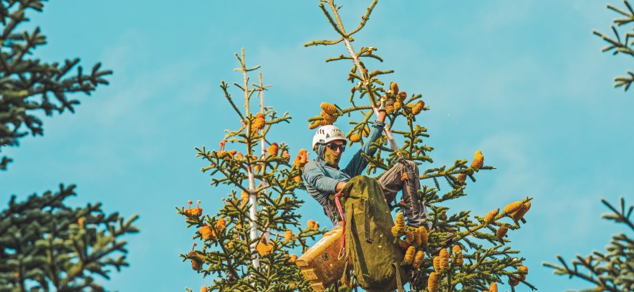 the-plight-of-the-pinecone-cowboy