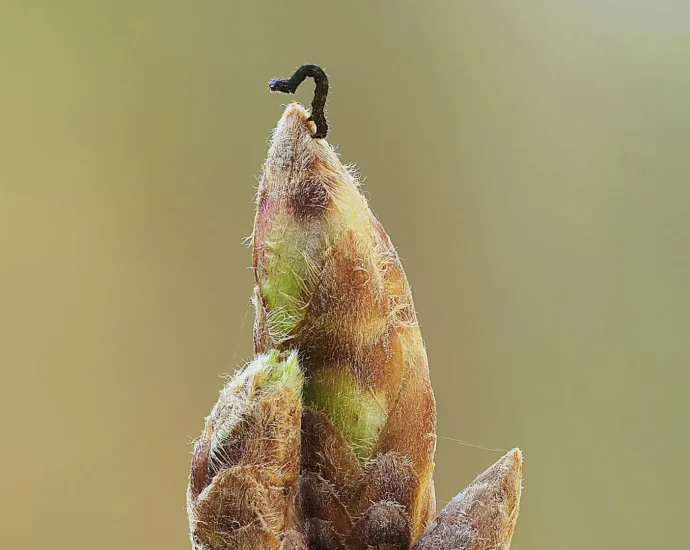 oak-trees-are-delaying-spring-to-starve-caterpillars