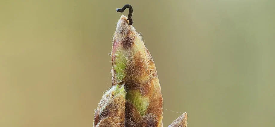 oak-trees-are-delaying-spring-to-starve-caterpillars