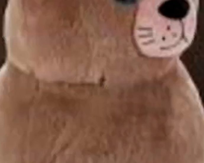 viral-sea-lion-‘chonkers’-gets-lookalike-stuffed-animal