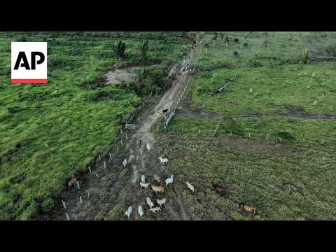 amazon’s-deforestation-drop-meets-a-tougher-foe:-forest-degradation-racing-ahead