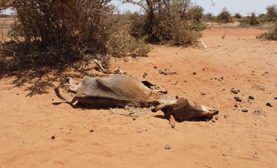 world-news-in-brief:-somalia-drought-response,-gaza-and-ukraine-aid-updates,-human-rights-abuses-in-tunisia