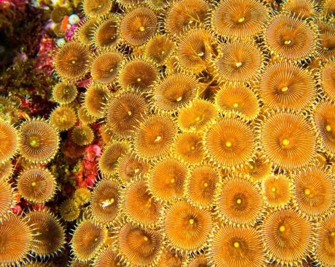 what-scientists-found-inside-coral-reefs-could-change-the-future-of-medicine