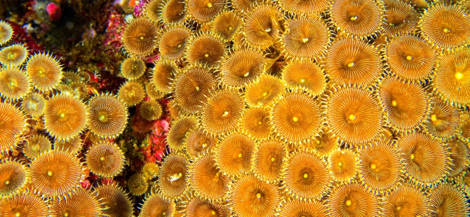 what-scientists-found-inside-coral-reefs-could-change-the-future-of-medicine