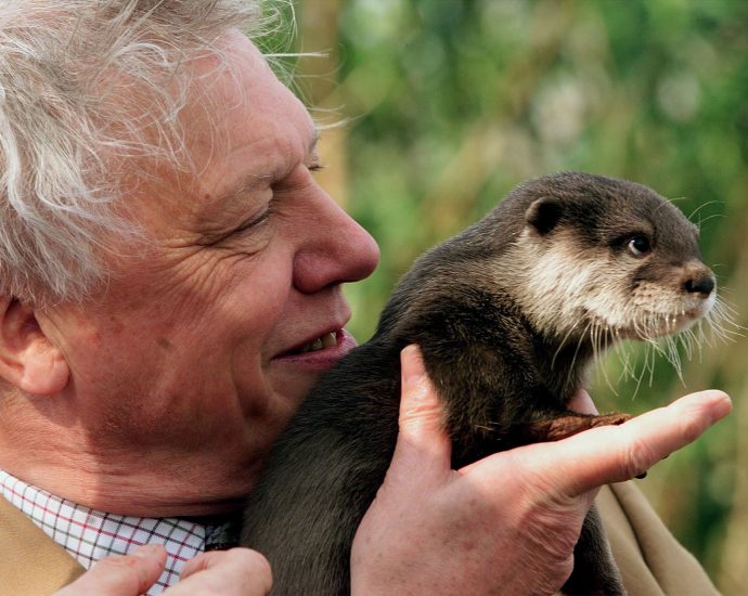 celebrated-naturalist-david-attenborough-marks-100th-birthday