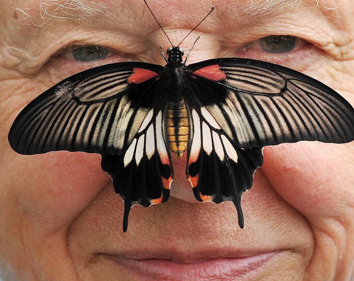 david-attenborough,-a-voice-of-nature,-turns-100