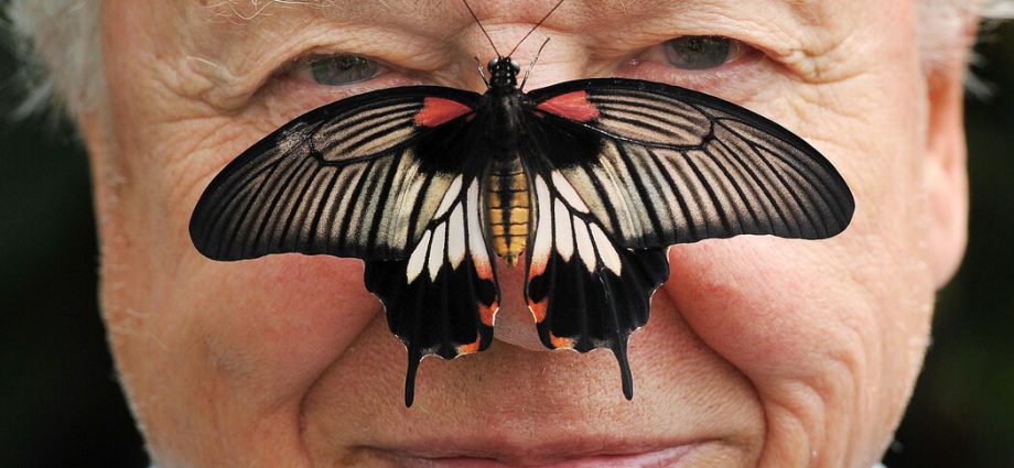 david-attenborough,-a-voice-of-nature,-turns-100
