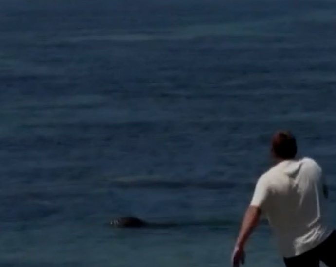 man-throws-rock-at-endangered-monk-seal-in-maui