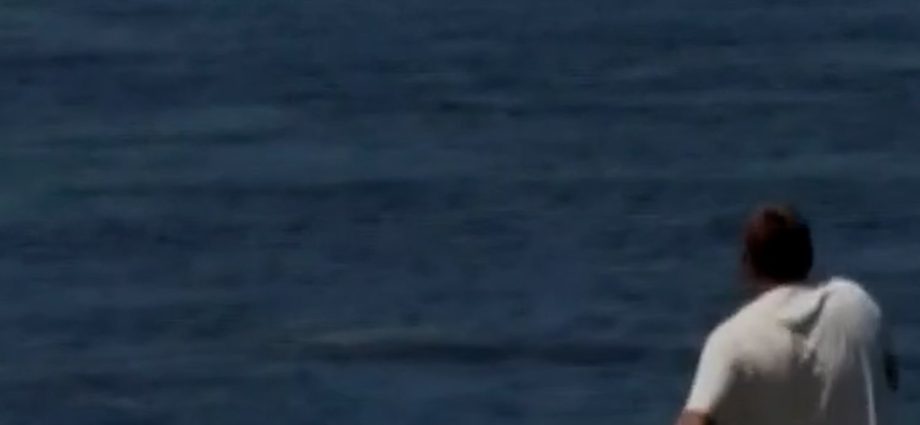 man-throws-rock-at-endangered-monk-seal-in-maui