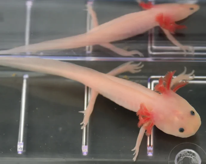 scientists-found-the-“holy-grail”-gene-that-could-one-day-help-humans-regrow-limbs