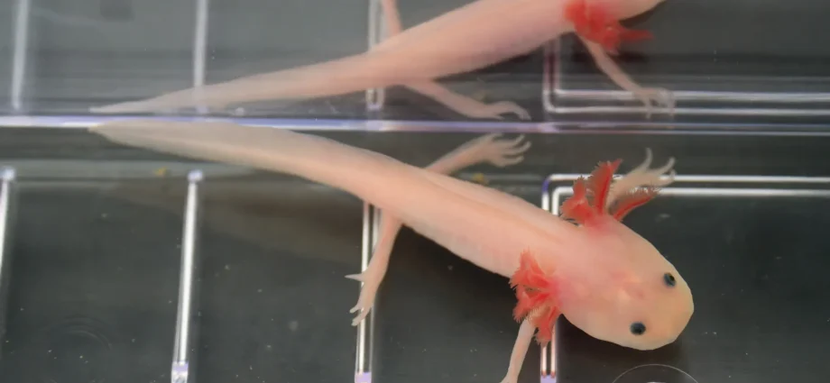 scientists-found-the-“holy-grail”-gene-that-could-one-day-help-humans-regrow-limbs